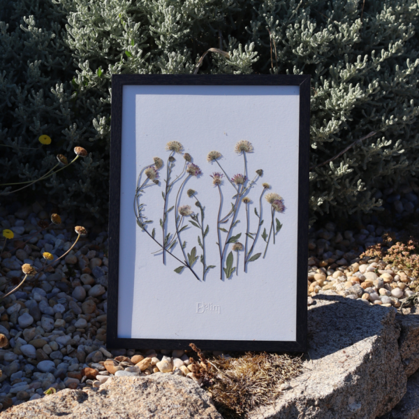 Herbier original JARDIN VAGABOND