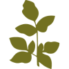 Herbier original D’OR ET DÉJA UN SOUVENIR